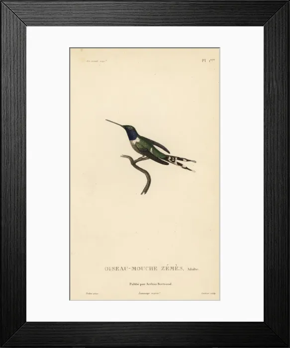 Framed Print : Sparkling-tailed woodstar, Tilmatura dupontii. Adult male Framed Print : Sparkling-tailed woodstar, Tilmatura dupontii. Adult male