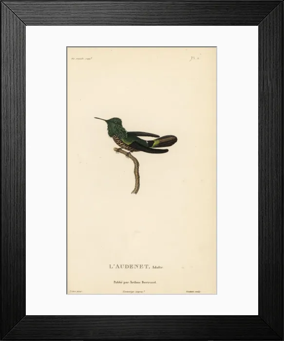 Framed Print : Festive coquette, Lophornis chalybeus Framed Print : Festive coquette, Lophornis chalybeus
