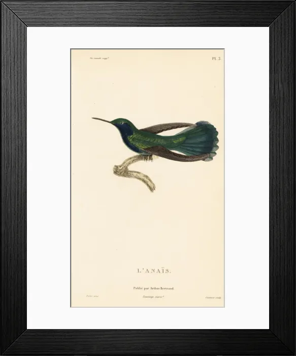 Framed Print : Green violetear, Colibri thalassinus Framed Print : Green violetear, Colibri thalassinus