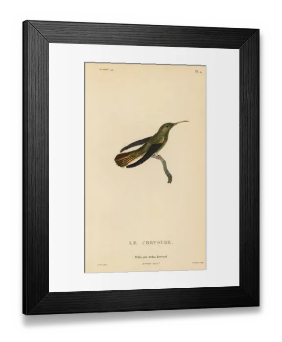 Framed Print : Gilded sapphire, Hylocharis chrysura. Adult male Framed Print : Gilded sapphire, Hylocharis chrysura. Adult male