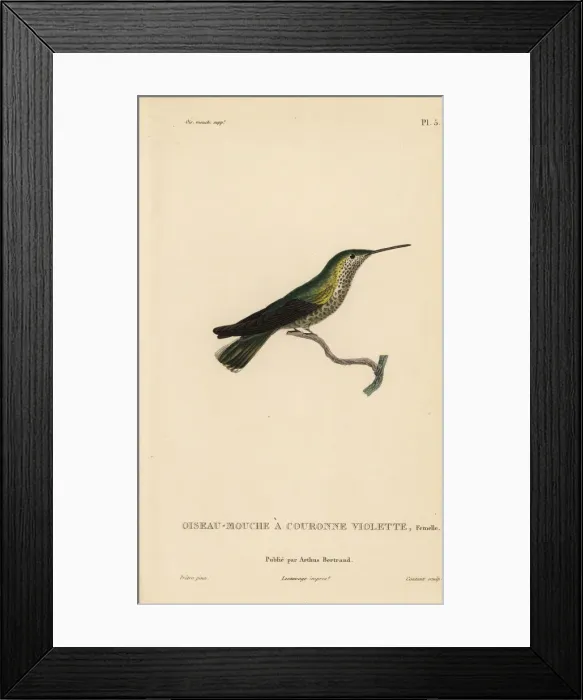 Framed Print : Violet-crowned hummingbird, Amazilia violiceps, female Framed Print : Violet-crowned hummingbird, Amazilia violiceps, female