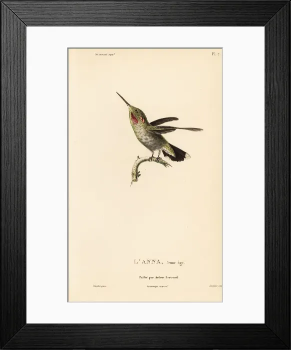 Framed Print : Annas hummingbird, Calypte anna, juvenile Framed Print : Annas hummingbird, Calypte anna, juvenile
