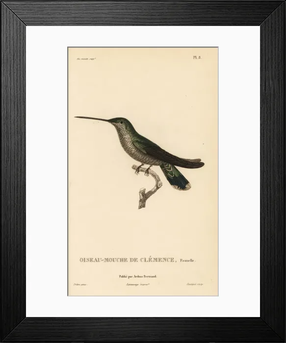 Framed Print : Blue-throated mountaingem, Lampornis clemenciae, female Framed Print : Blue-throated mountaingem, Lampornis clemenciae, female