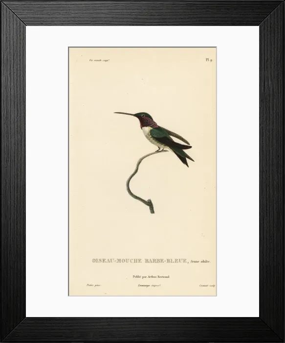 Framed Print : White-bellied woodstar, Chaetocercus mulsant, juvenile Framed Print : White-bellied woodstar, Chaetocercus mulsant, juvenile