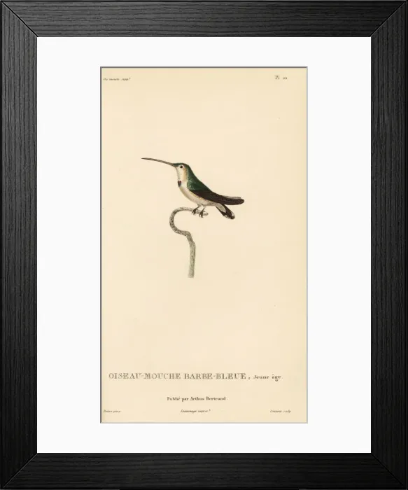 Framed Print : Lucifer sheartail, Calothorax lucifer, juvenile Framed Print : Lucifer sheartail, Calothorax lucifer, juvenile