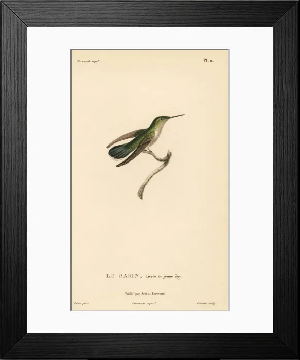 Framed Print : Allens hummingbird, Selasphorus sasin. Juvenile female Framed Print : Allens hummingbird, Selasphorus sasin. Juvenile female