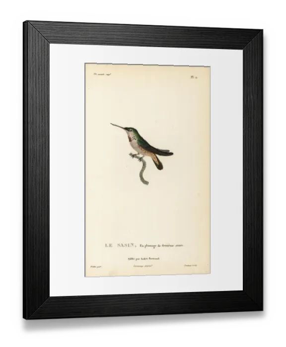 Framed Print : Allens hummingbird, Selasphorus sasin. Second year plumage Framed Print : Allens hummingbird, Selasphorus sasin. Second year plumage