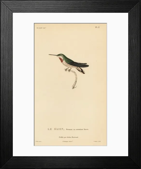 Framed Print : Allens hummingbird, Selasphorus sasin. Almost adult plumage Framed Print : Allens hummingbird, Selasphorus sasin. Almost adult plumage
