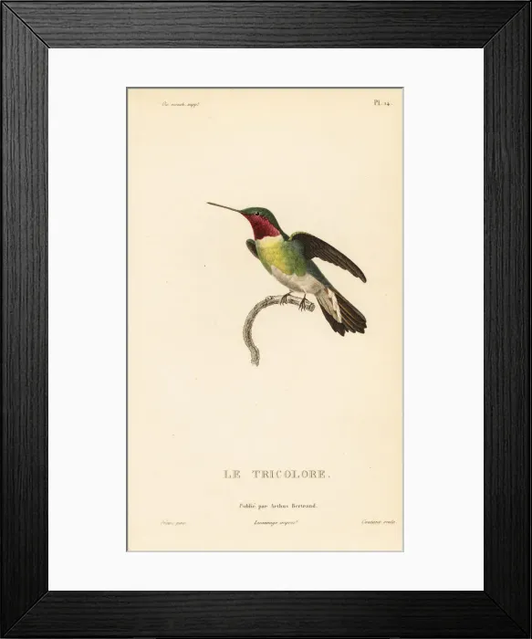 Framed Print : Broad-tailed hummingbird, Selasphorus platycercus Framed Print : Broad-tailed hummingbird, Selasphorus platycercus