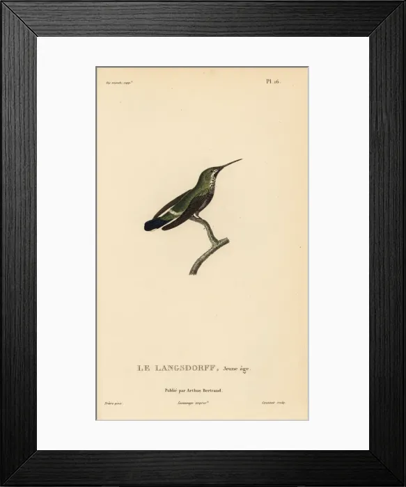 Framed Print : Black-bellied thorntail, Discosura langsdorffi. Immature Framed Print : Black-bellied thorntail, Discosura langsdorffi. Immature