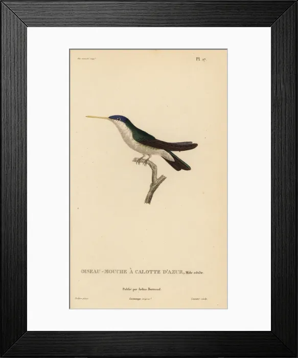 Framed Print : Azure-crowned hummingbird, Amazilia cyanocephala, male adult Framed Print : Azure-crowned hummingbird, Amazilia cyanocephala, male adult