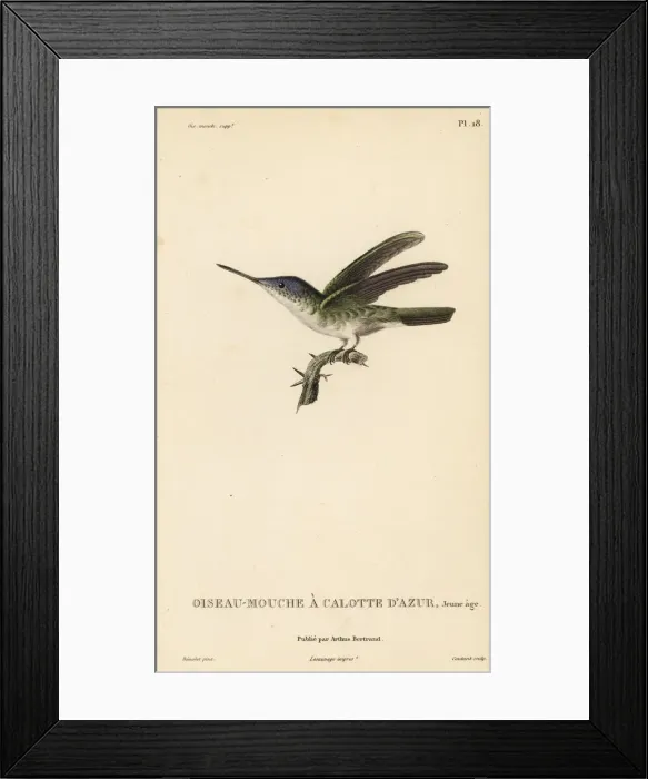 Framed Print : Azure-crowned hummingbird, Amazilia cyanocephala, juvenile Framed Print : Azure-crowned hummingbird, Amazilia cyanocephala, juvenile