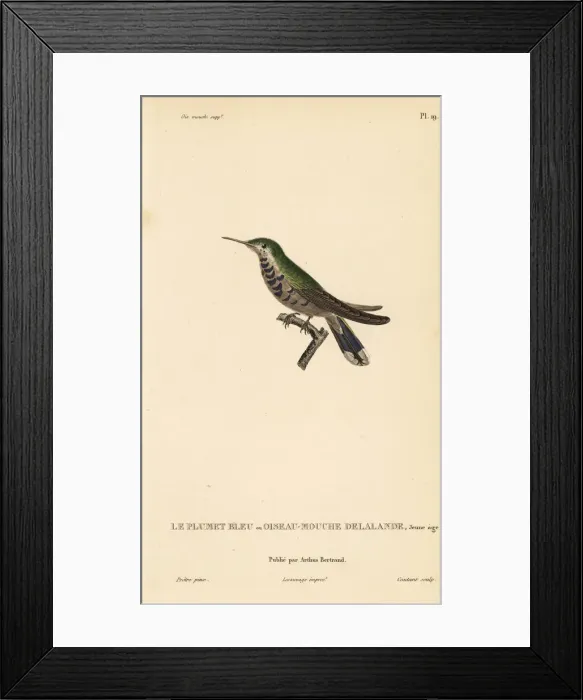 Framed Print : Plovercrest, Stephanoxis lalandi (Ornismya Framed Print : Plovercrest, Stephanoxis lalandi (Ornismya