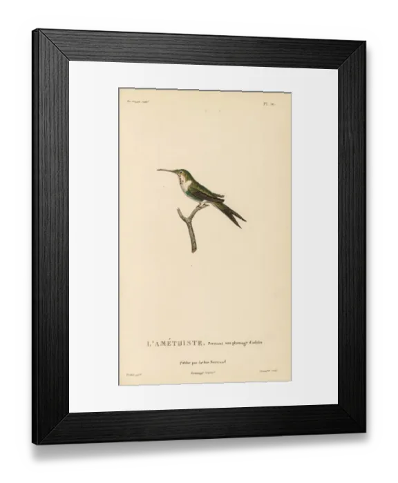 Framed Print : Amethyst woodstar, Calliphlox amethystina. Almost adult Framed Print : Amethyst woodstar, Calliphlox amethystina. Almost adult