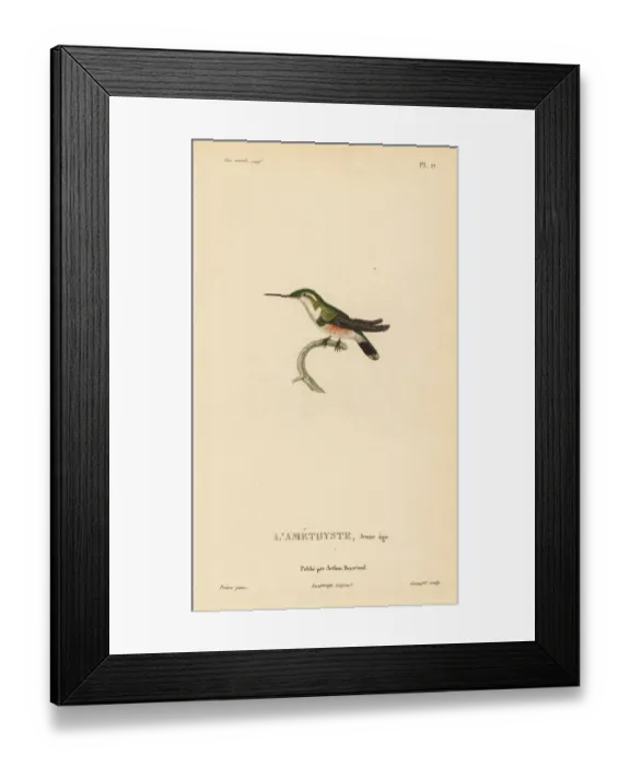 Framed Print : Amethyst woodstar, Calliphlox amethystina. Juvenile Framed Print : Amethyst woodstar, Calliphlox amethystina. Juvenile