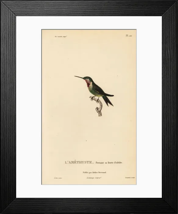 Framed Print : Amethyst woodstar, Calliphlox amethystina. Young adult Framed Print : Amethyst woodstar, Calliphlox amethystina. Young adult