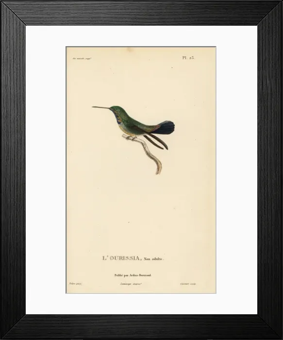 Framed Print : White-chinned sapphire, Hylocharis cyanus, juvenile Framed Print : White-chinned sapphire, Hylocharis cyanus, juvenile