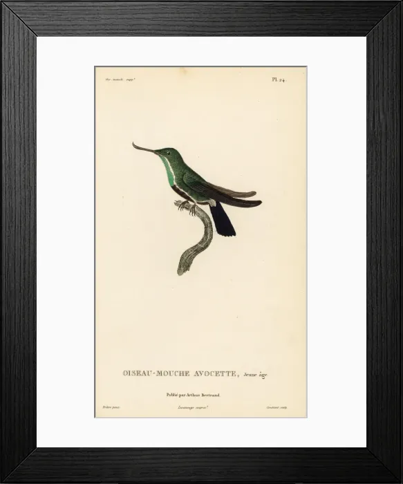 Framed Print : Fiery-tailed awlbill, Avocettula recurvirostris, juvenile Framed Print : Fiery-tailed awlbill, Avocettula recurvirostris, juvenile