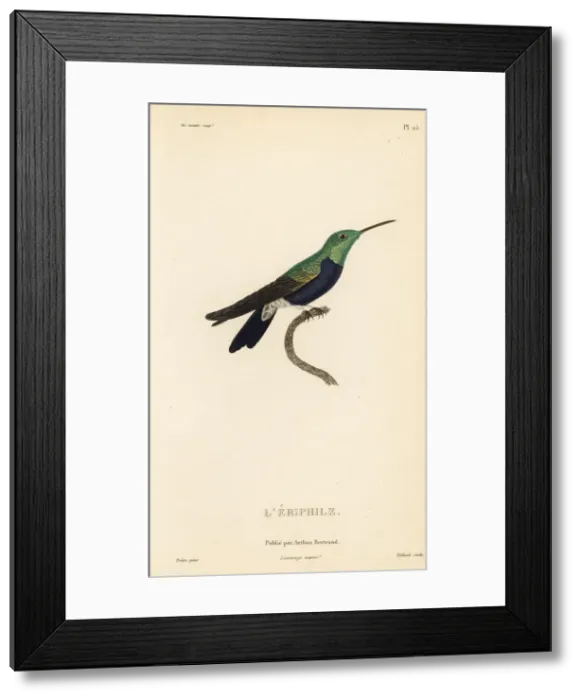 Framed Print : Fork-tailed woodnymph, Thalurania furcata eriphile Framed Print : Fork-tailed woodnymph, Thalurania furcata eriphile