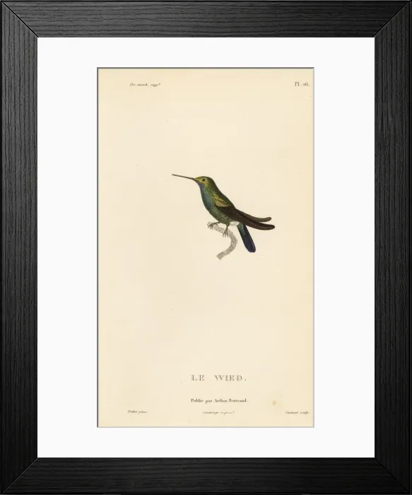 Framed Print : Wieds hummingbird, Ornismya wiedii Framed Print : Wieds hummingbird, Ornismya wiedii