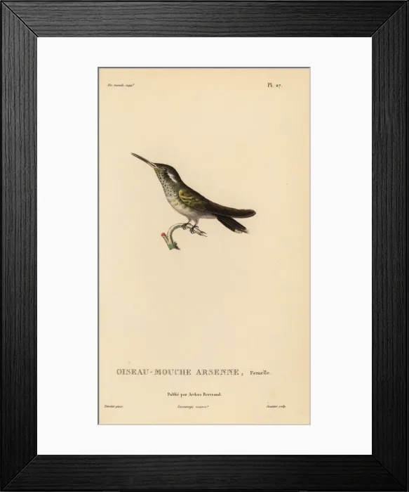 Framed Print : White-eared hummingbird, Basilinna leucotis, female Framed Print : White-eared hummingbird, Basilinna leucotis, female