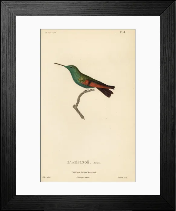 Framed Print : Berylline hummingbird, Amazilia beryllina. Adult male Framed Print : Berylline hummingbird, Amazilia beryllina. Adult male