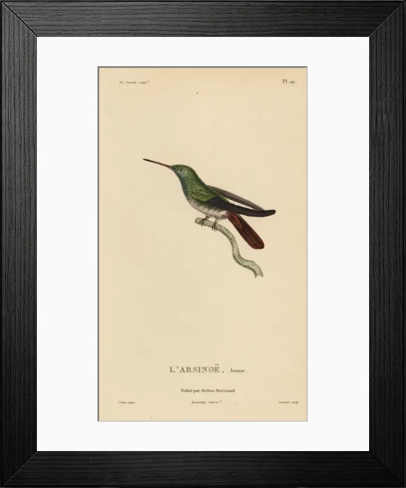 Framed Print : Berylline hummingbird, Amazilia beryllina. Juvenile Framed Print : Berylline hummingbird, Amazilia beryllina. Juvenile