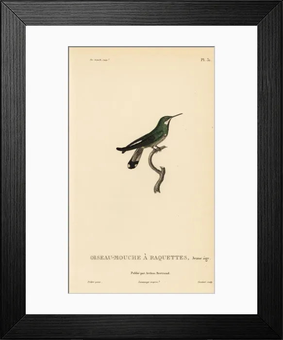 Framed Print : Racket-tail hummingbird, Ornismya platura, juvenile Framed Print : Racket-tail hummingbird, Ornismya platura, juvenile