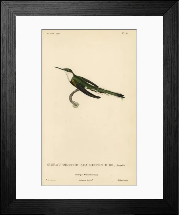 Framed Print : Horned sungem, Heliactin bilophus. Female Framed Print : Horned sungem, Heliactin bilophus. Female