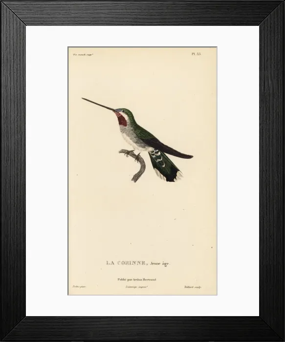 Framed Print : Long-billed starthroat, Heliomaster longirostris. Juvenile Framed Print : Long-billed starthroat, Heliomaster longirostris. Juvenile