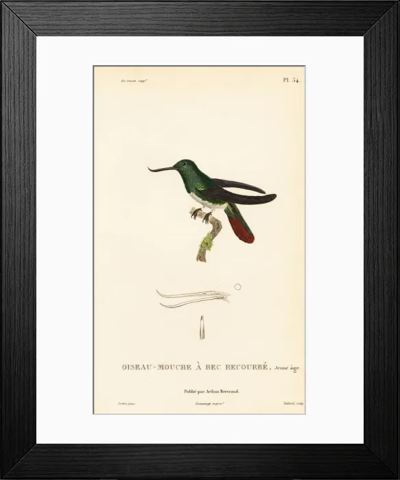 Framed Print : Fiery-tailed awlbill, Avocettula recurvirostris, juvenile Framed Print : Fiery-tailed awlbill, Avocettula recurvirostris, juvenile