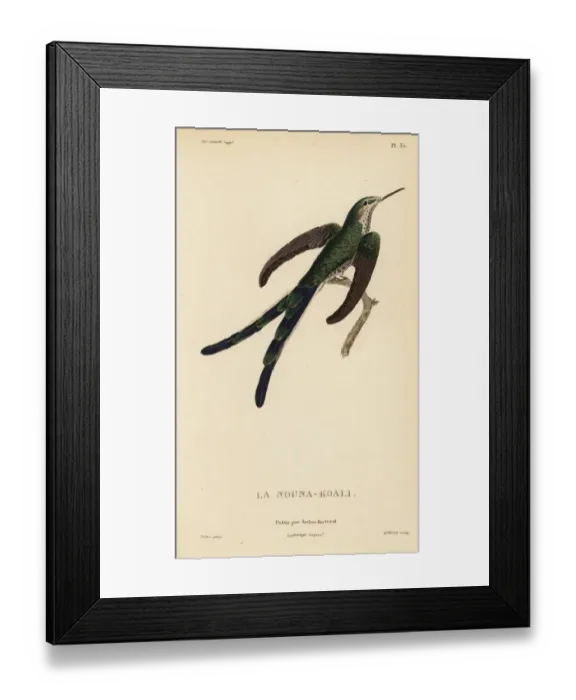 Framed Print : Green-tailed trainbearer, Lesbia nuna Framed Print : Green-tailed trainbearer, Lesbia nuna