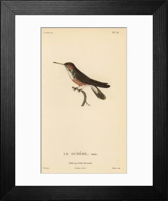 Framed Print : Amazilia hummingbird (dumerilii), Amazilia Framed Print : Amazilia hummingbird (dumerilii), Amazilia