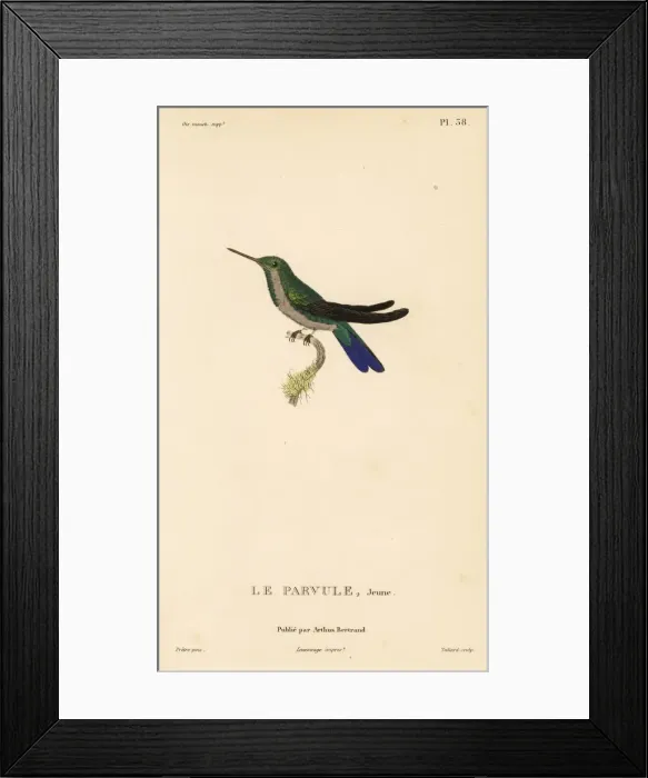 Framed Print : Canivets emerald, Chlorostilbon canivetii. Almost adult Framed Print : Canivets emerald, Chlorostilbon canivetii. Almost adult