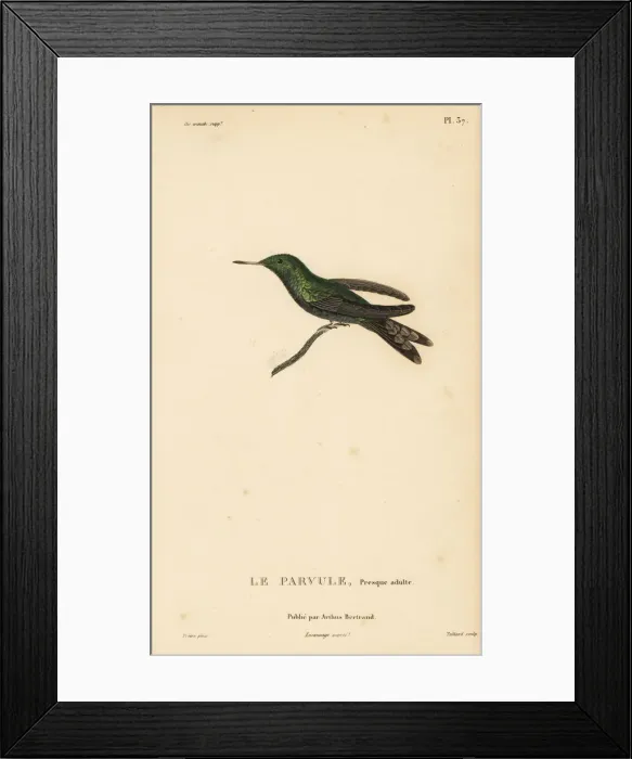Framed Print : Canivets emerald, Chlorostilbon canivetii. Almost adult Framed Print : Canivets emerald, Chlorostilbon canivetii. Almost adult