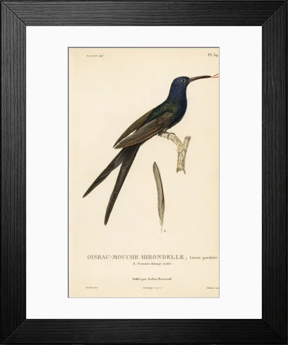 Framed Print : Swallow-tailed hummingbird, Eupetomena macroura Framed Print : Swallow-tailed hummingbird, Eupetomena macroura
