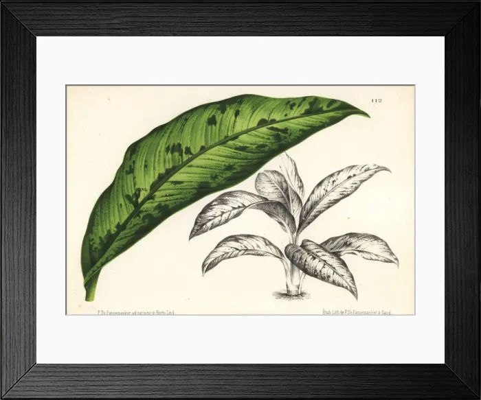 Framed Print : Dumb cane, Dieffenbachia bowmannii Framed Print : Dumb cane, Dieffenbachia bowmannii