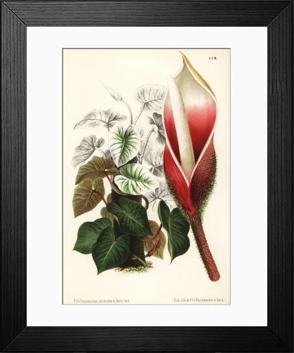 Framed Print : Philodendron verrucosum Framed Print : Philodendron verrucosum