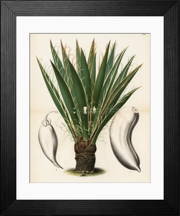 Framed Print : Datil yucca or banana yucca, Yucca baccata
