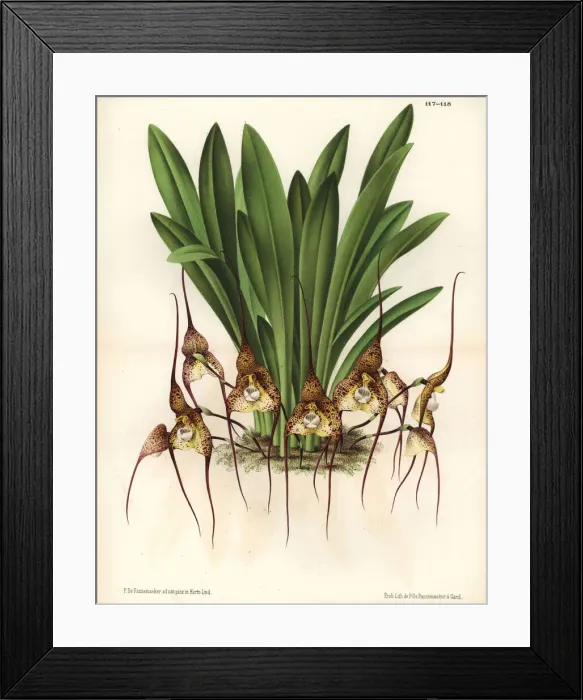 Framed Print : Dracula chimaera orchid Framed Print : Dracula chimaera orchid