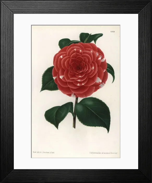 Framed Print : Camellia hybrid, Don Carlos Ferdinando, Camellia japonica Framed Print : Camellia hybrid, Don Carlos Ferdinando, Camellia japonica