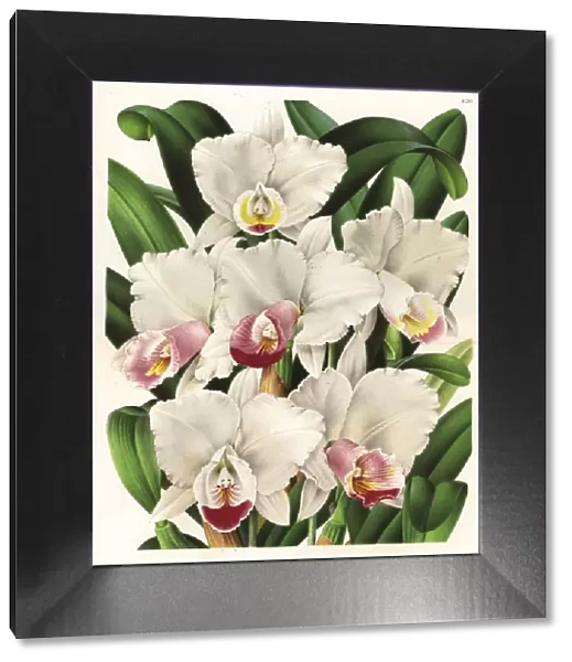 The beautiful cattleya orchid, Cattleya quadricolor