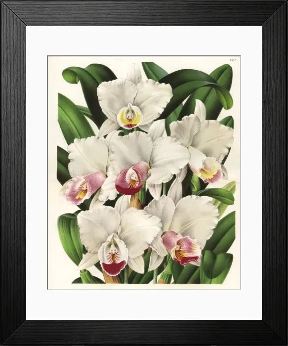 Framed Print : The beautiful cattleya orchid, Cattleya quadricolor Framed Print : The beautiful cattleya orchid, Cattleya quadricolor