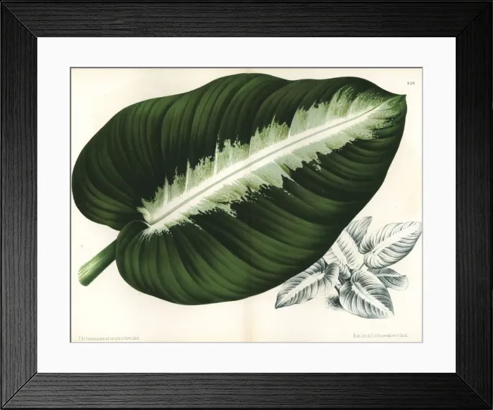 Framed Print : Painted homalomena, Homalomena picturata Framed Print : Painted homalomena, Homalomena picturata