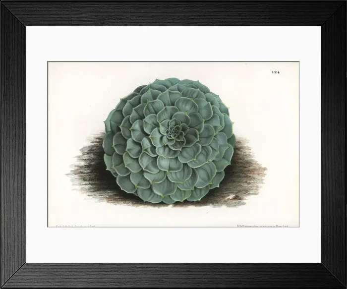 Framed Print : Echeveria secunda Framed Print : Echeveria secunda
