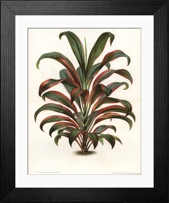 Framed Print : Cabbage palm, Cordyline fruticosa Framed Print : Cabbage palm, Cordyline fruticosa