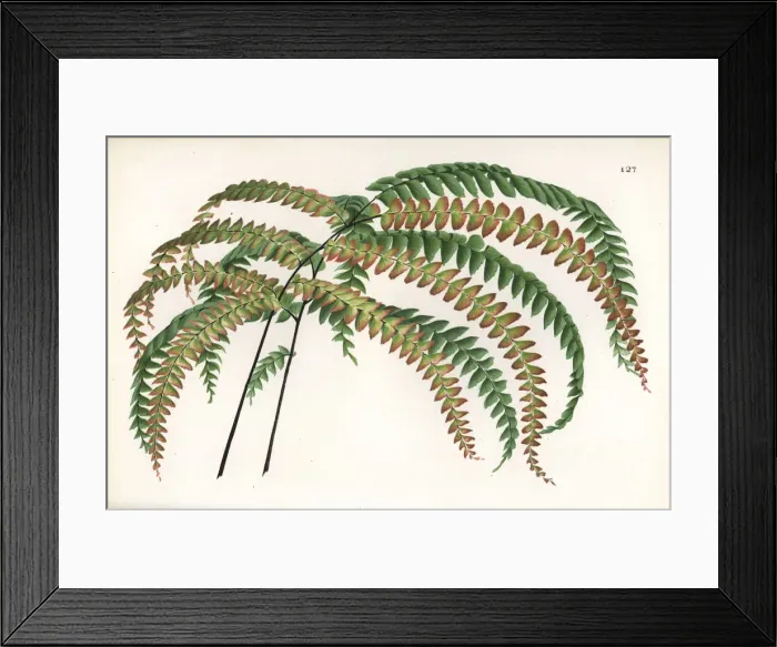 Framed Print : Maidenhair fern species Framed Print : Maidenhair fern species