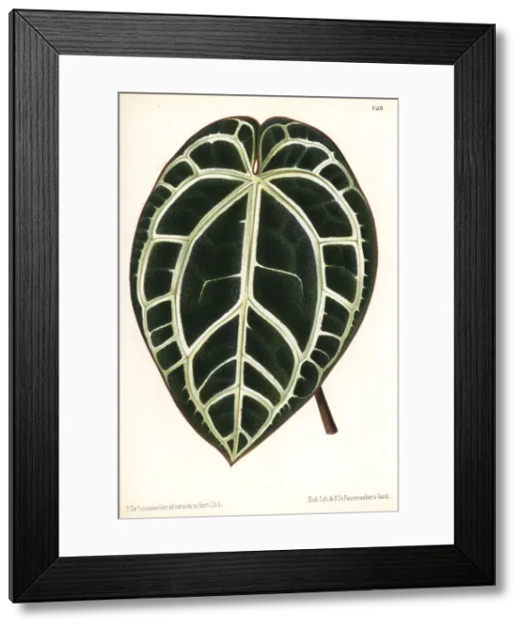 Framed Print : Anthurium crystallinum Framed Print : Anthurium crystallinum