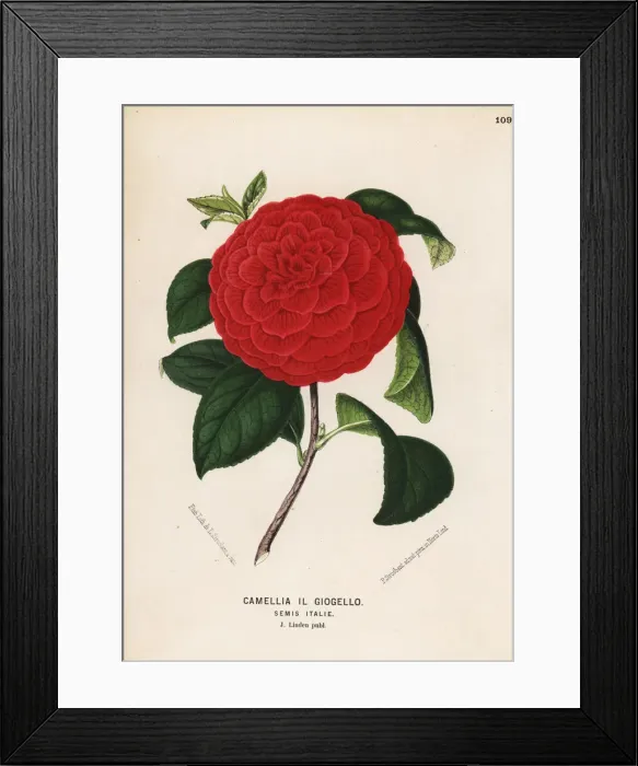 Framed Print : Camellia hybrid, Il Giogello, Camellia japonica Framed Print : Camellia hybrid, Il Giogello, Camellia japonica