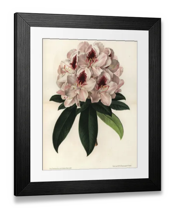 Framed Print : Rhododendron hybridum, Madame Linden Framed Print : Rhododendron hybridum, Madame Linden